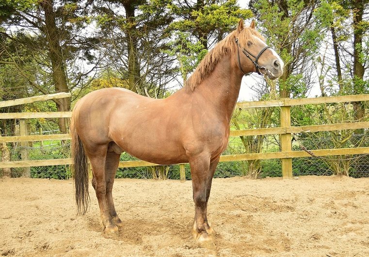 Crosstown Pride - Irish Draught Showjumping Stallion